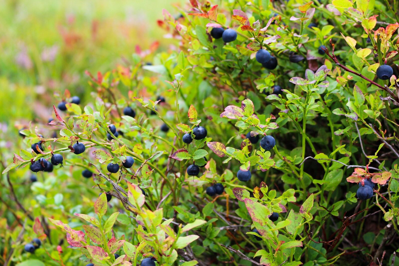 Heidelbeeren zurückschneiden