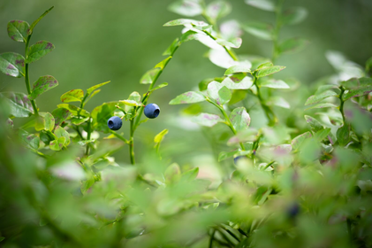 Heidelbeeren schneiden: Eine Anleitung