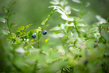 Heidelbeeren schneiden: Eine Anleitung