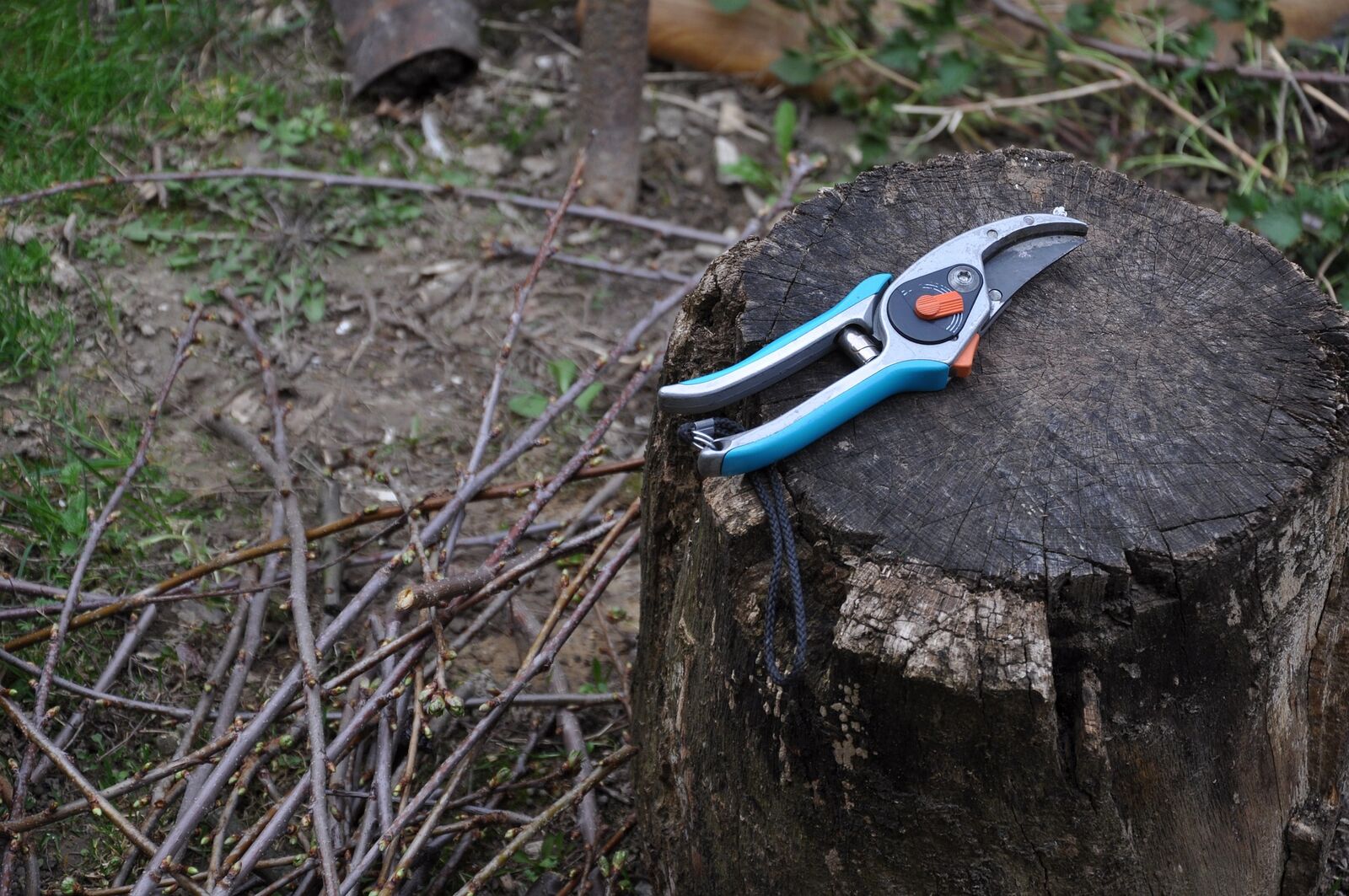 Pruning blueberries: Tools