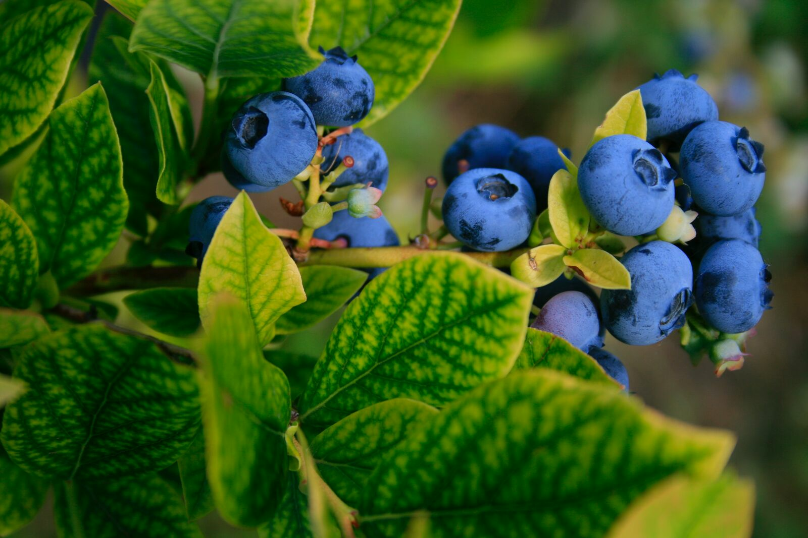 Heidelbeeren pflanzen: Anbau, Pflege & Ernte