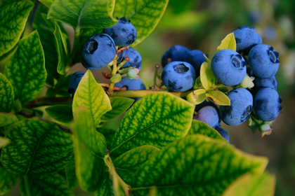 Planting & Growing Blueberries: Cultivation, Care & Harvest