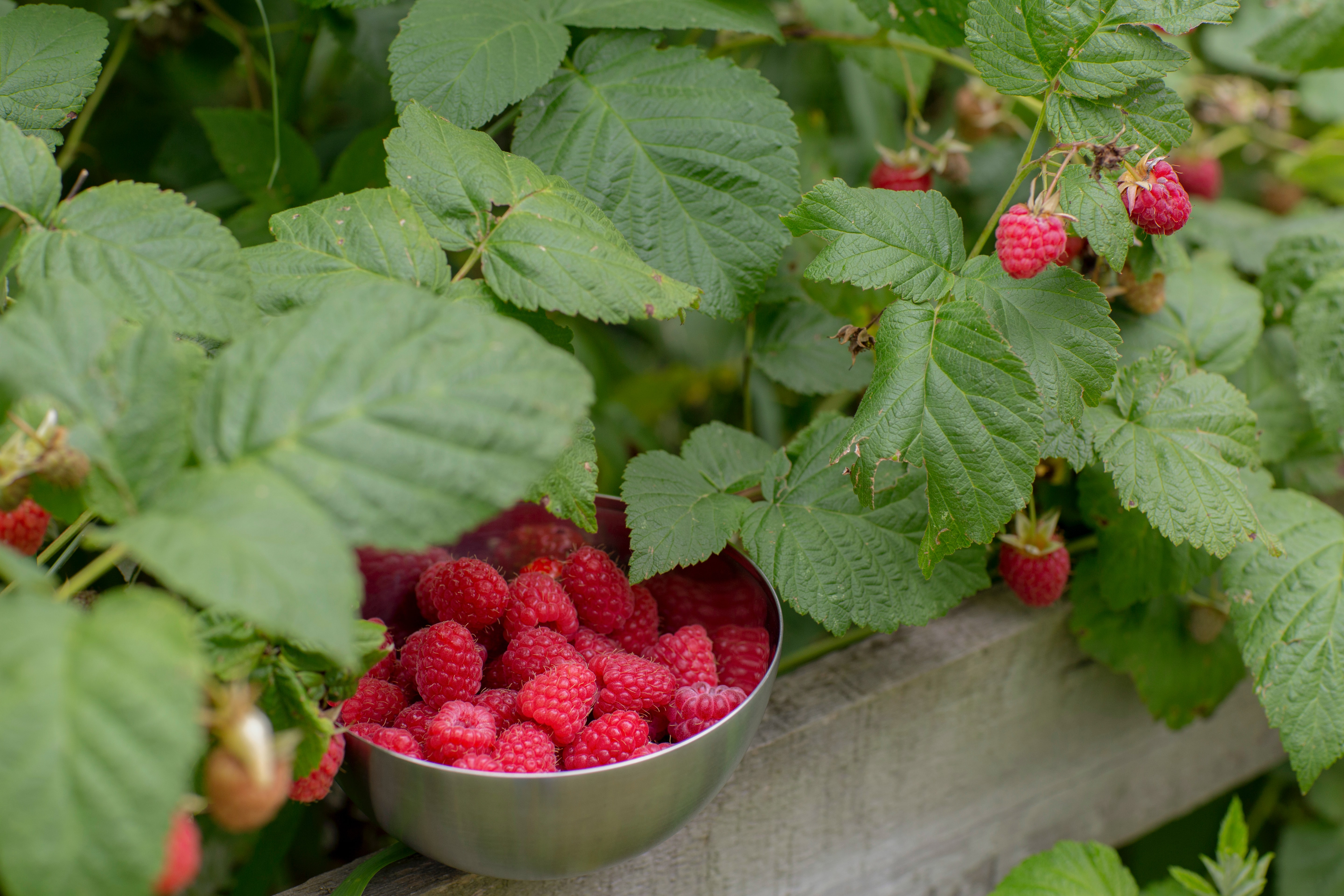 frisch geerntete Himbeeren unter Himbeerstrauch