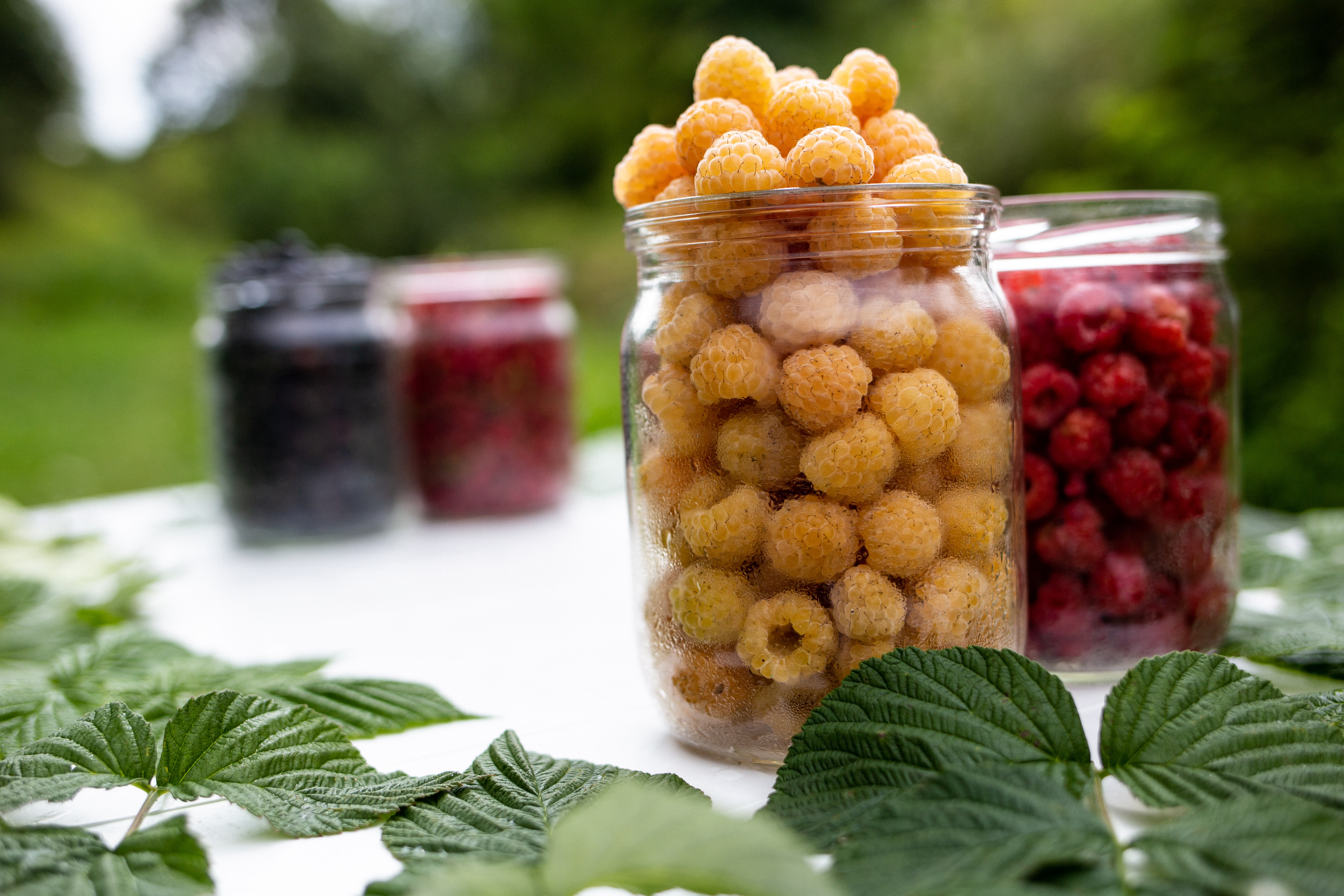 Gelbe, rote und schwarze Himbeeren in Gläsern