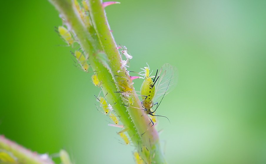 white aphids on raspberry bush