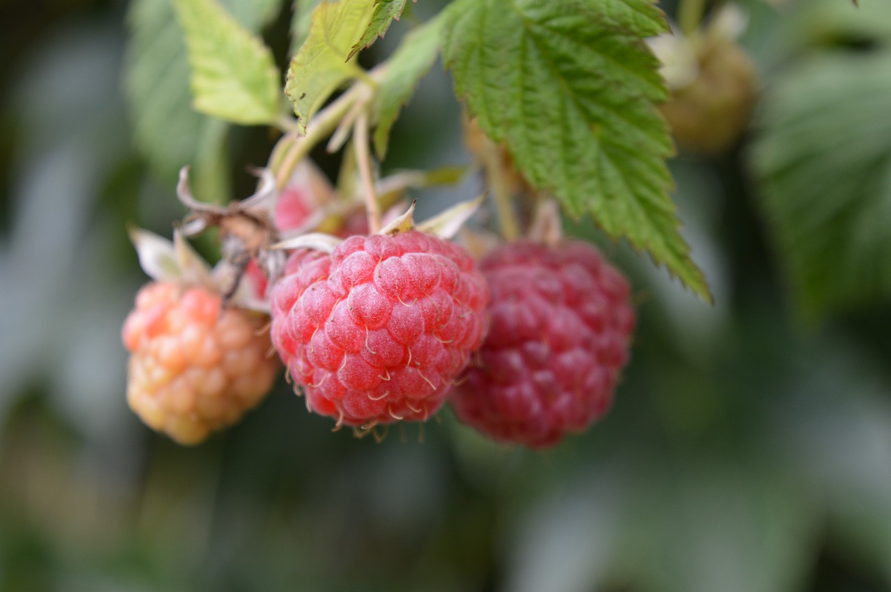 Healthy raspberry fruit on the bush