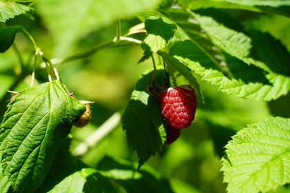 Himbeeren pflanzen: Standort, Anbau & Nachbarn