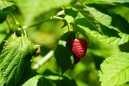 How to Grow and Plant Raspberries: Tips for Companion Plants