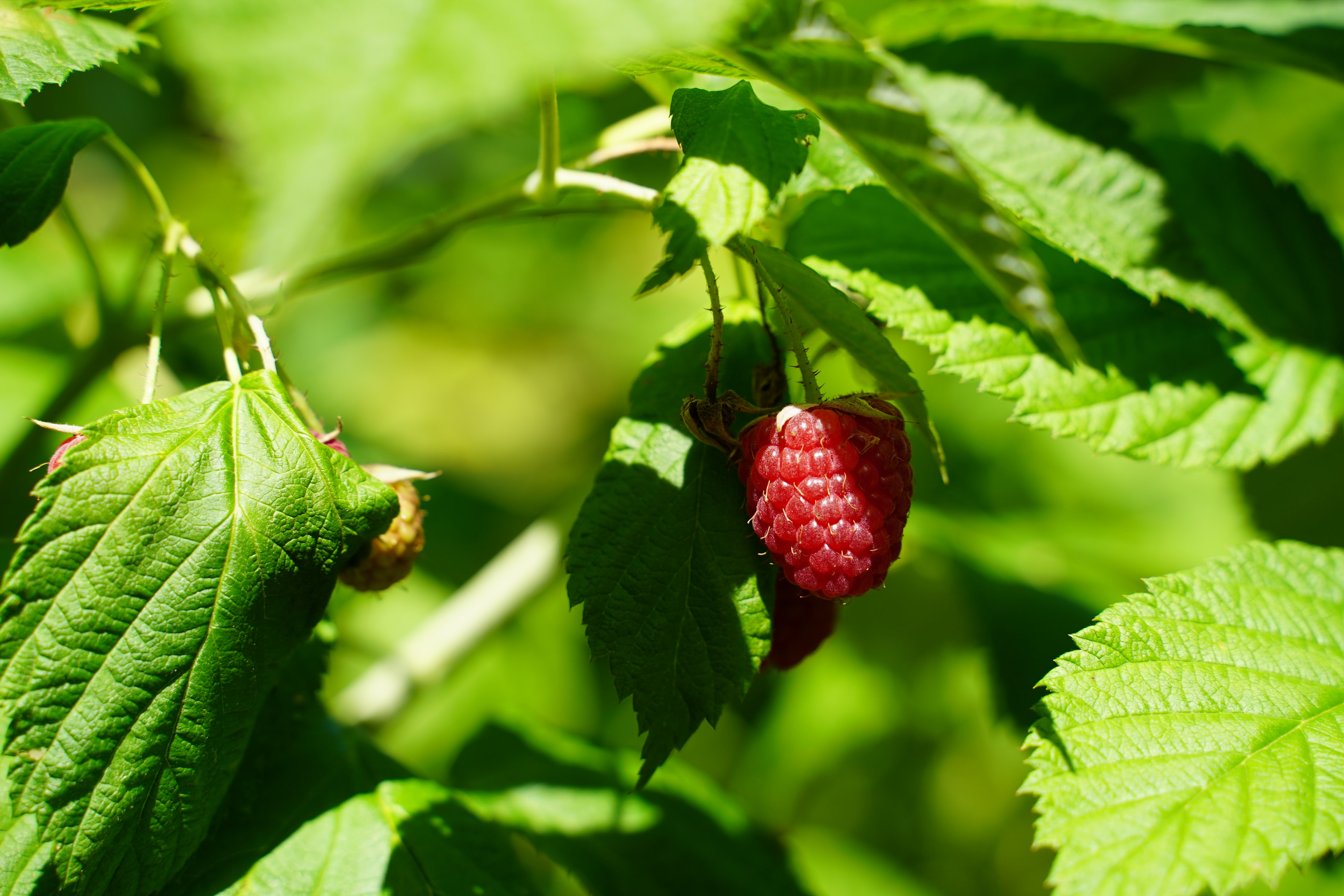 How to Grow and Plant Raspberries: Tips for Companion Plants