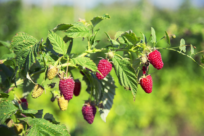 Himbeeren schneiden, düngen & vermehren: Tipps zur Pflege