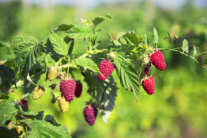 How to Propagate & Prune Raspberries: Make Your Own Cuttings