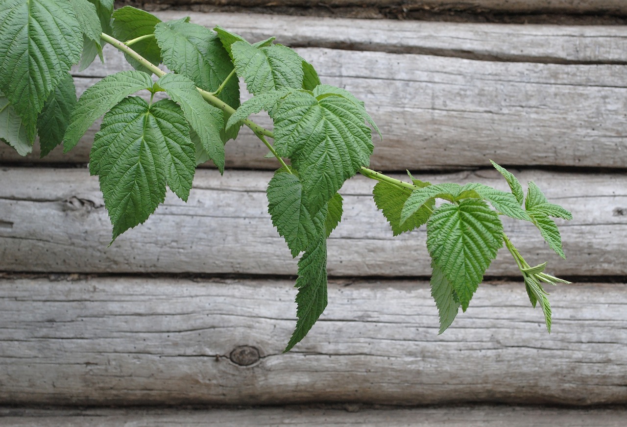 Raspberry shoot without climbing aid