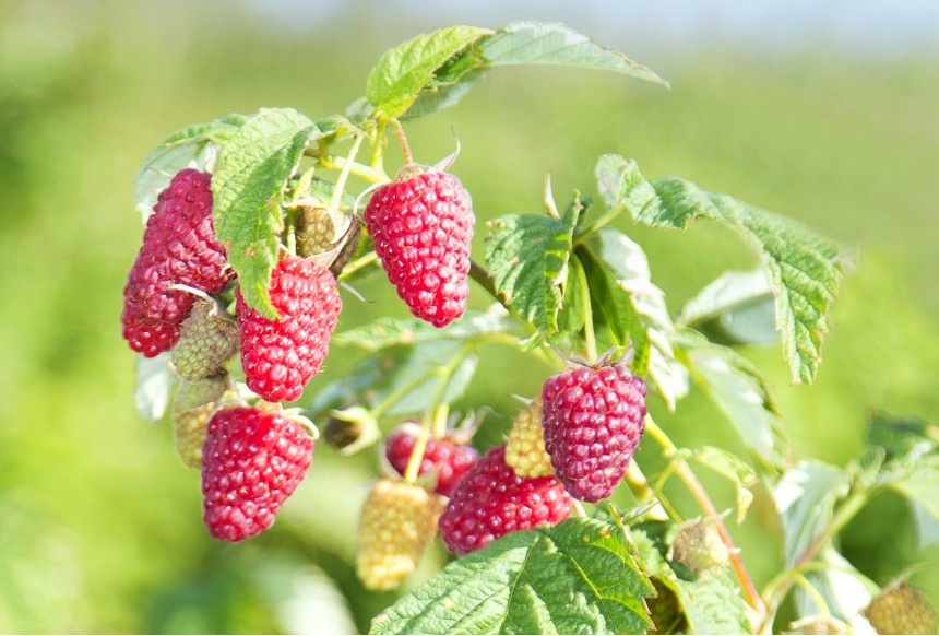 Himbeeren zu lange?