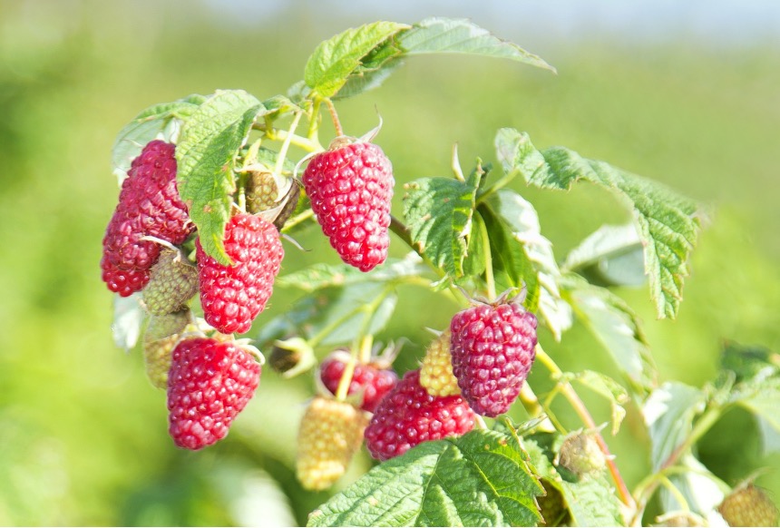 Himbeeren zu lange?
