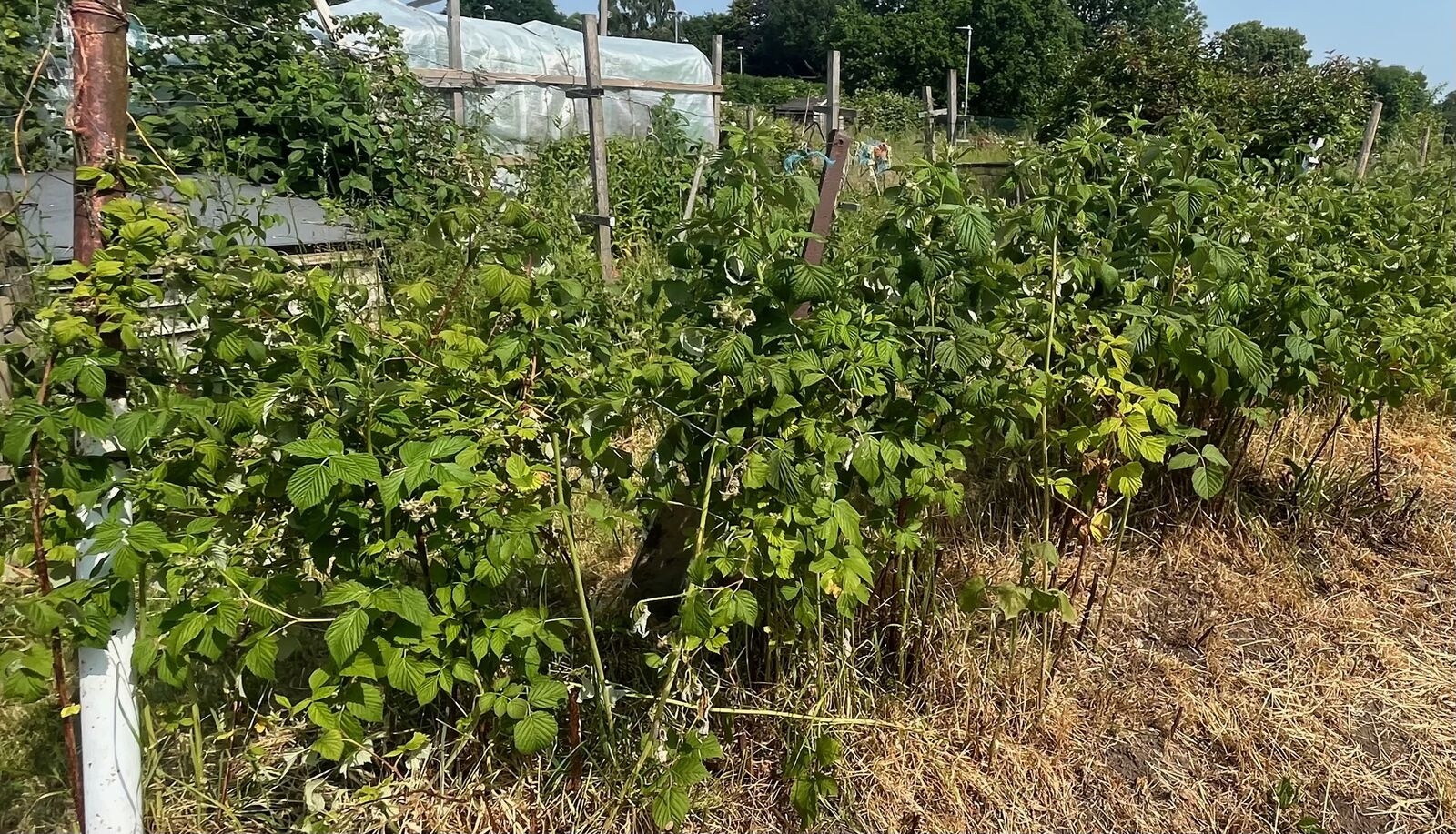 Cutting summer raspberries