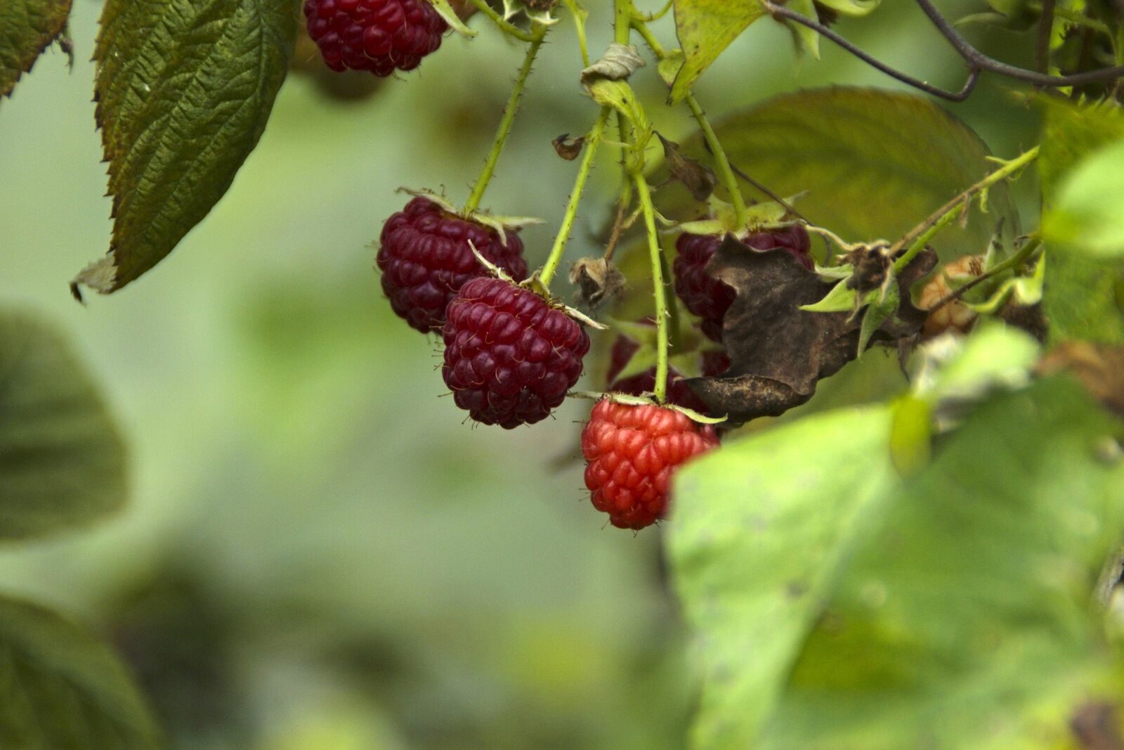 Herbst-Himbeeren schneiden