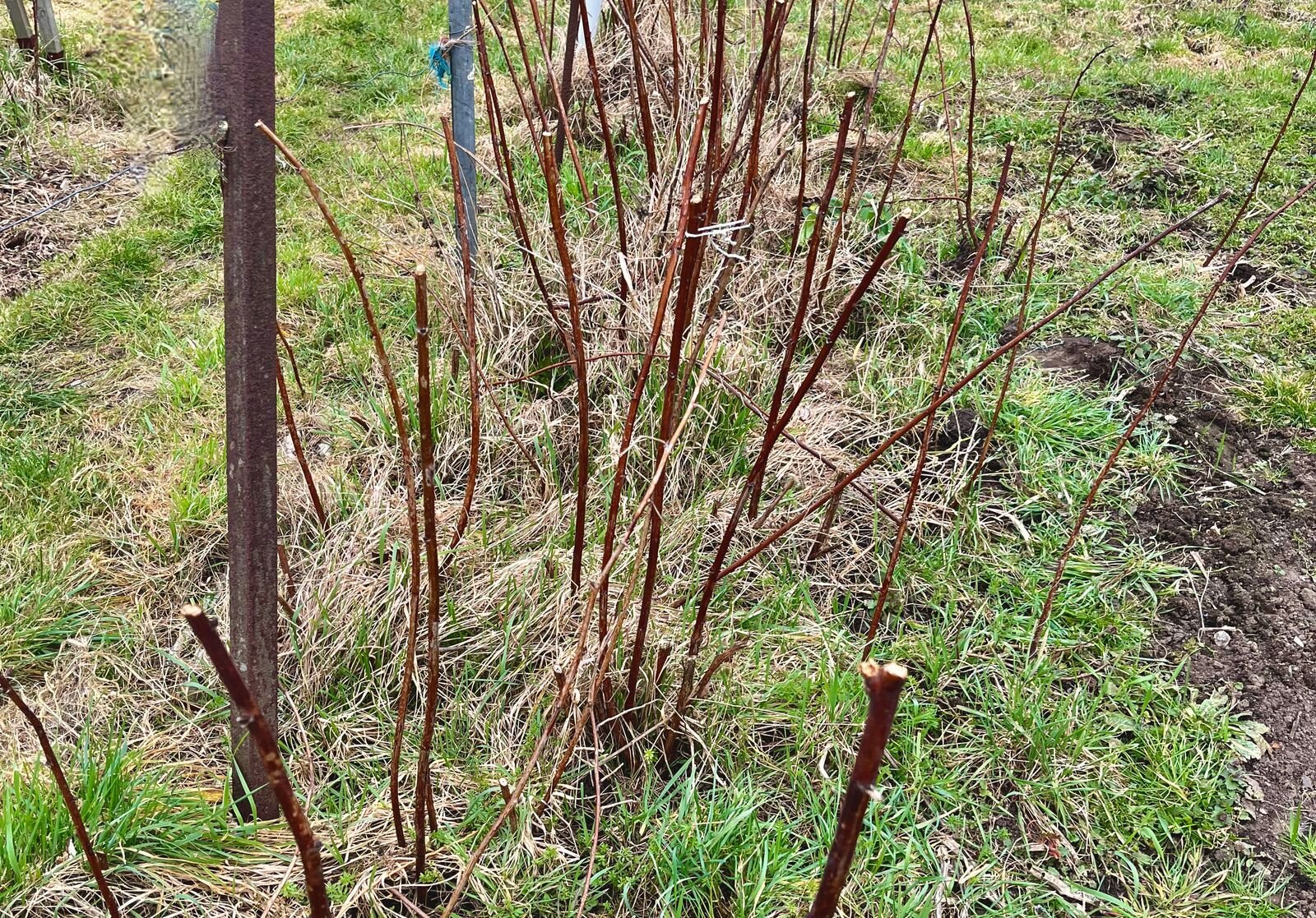Pruning raspberries in spring