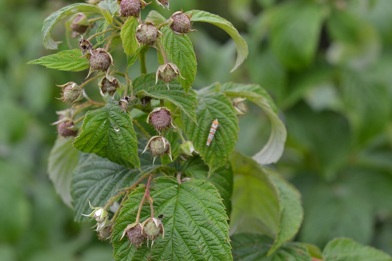 Gute Gründe fürs Himbeeren Schneiden