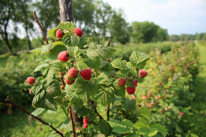 Himbeeren schneiden: So geht's