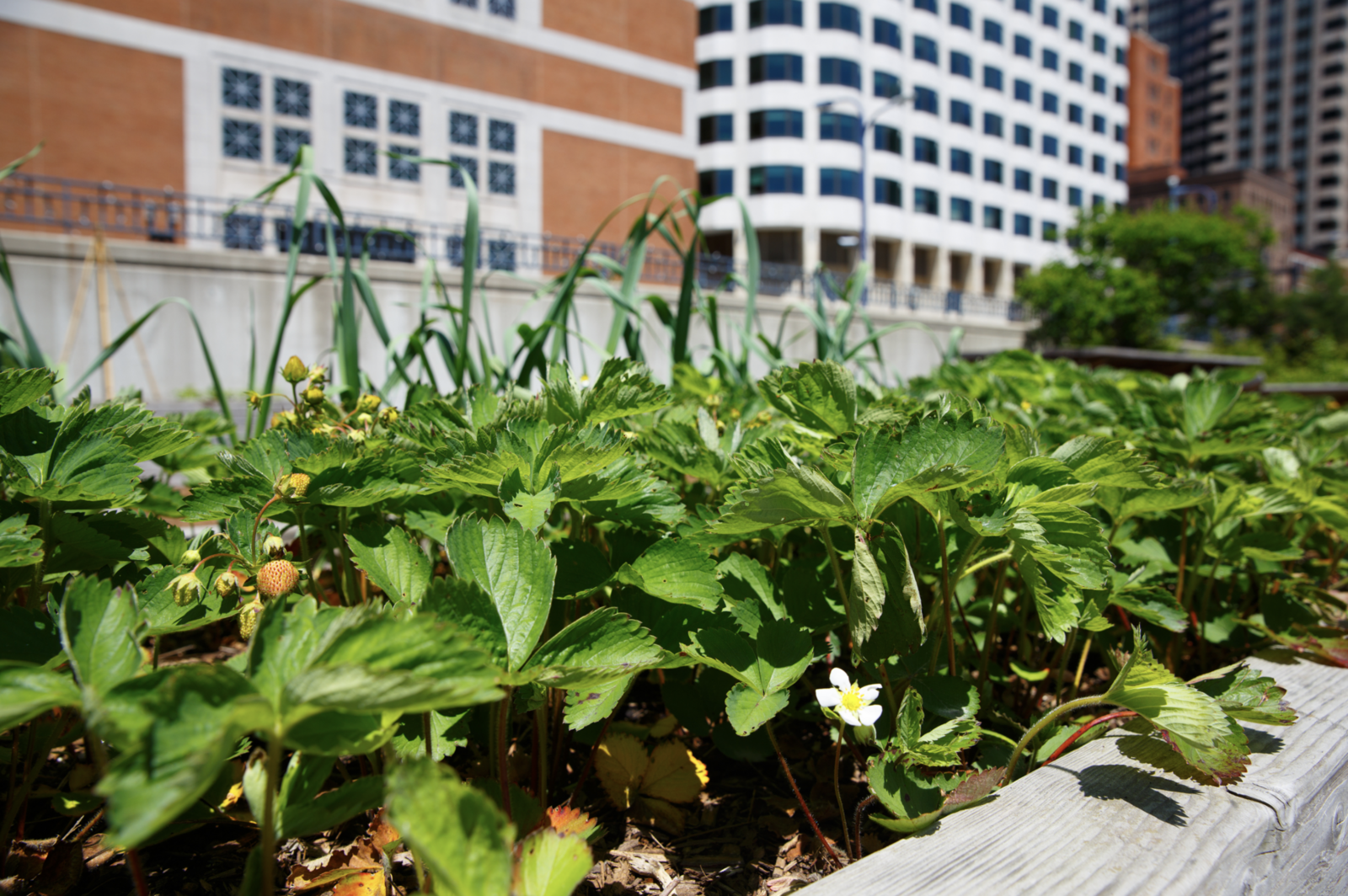 Raised bed in the city