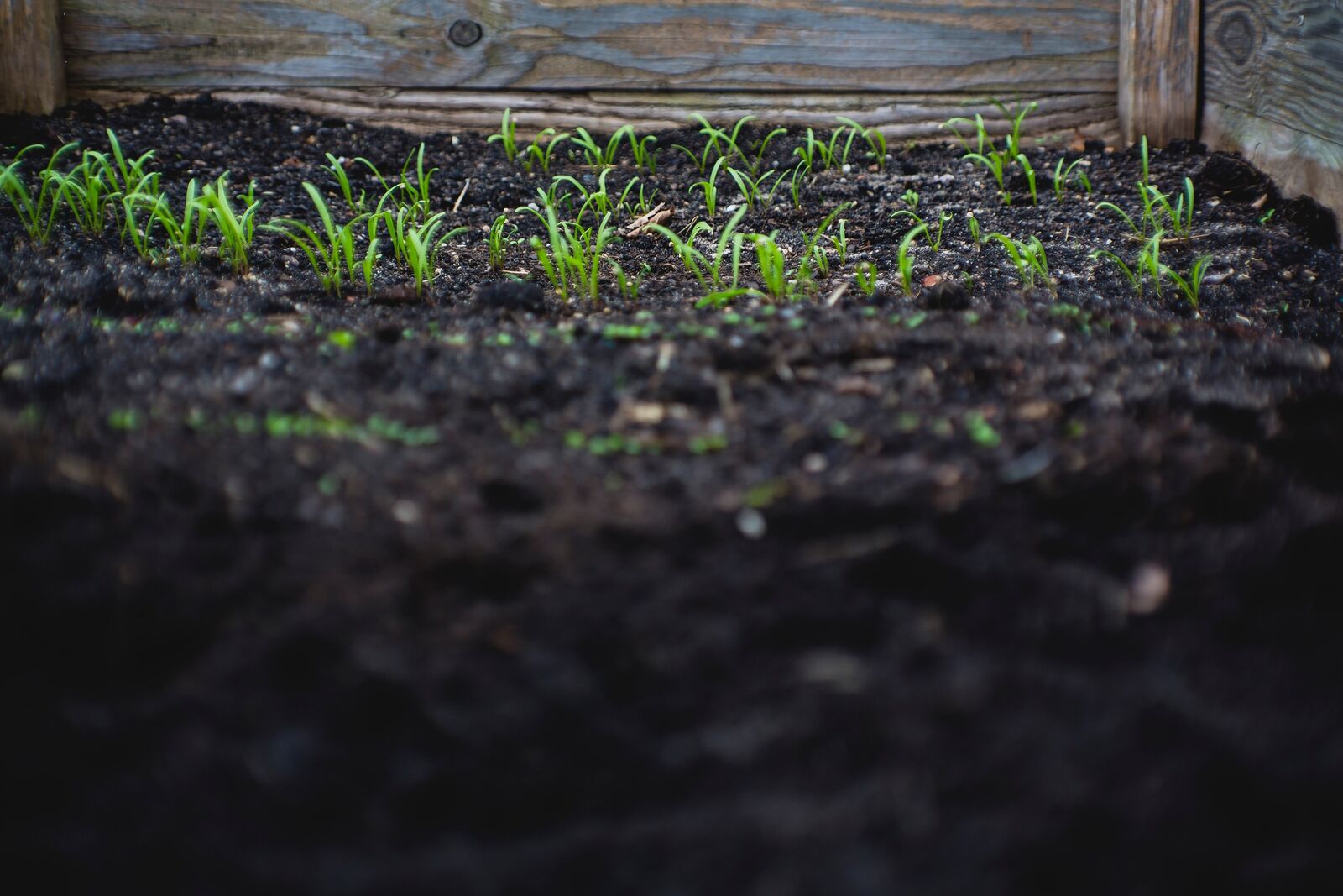 Raised bed with sunken soil