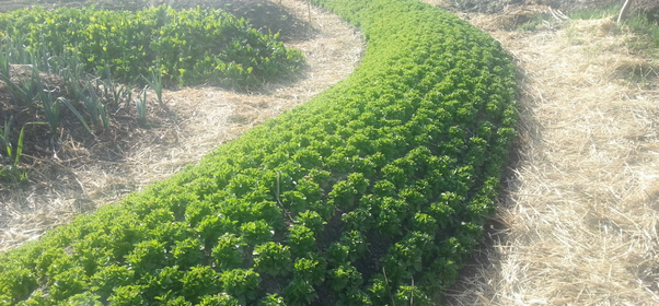 Creating and Planting a Mound Culture: A Guide