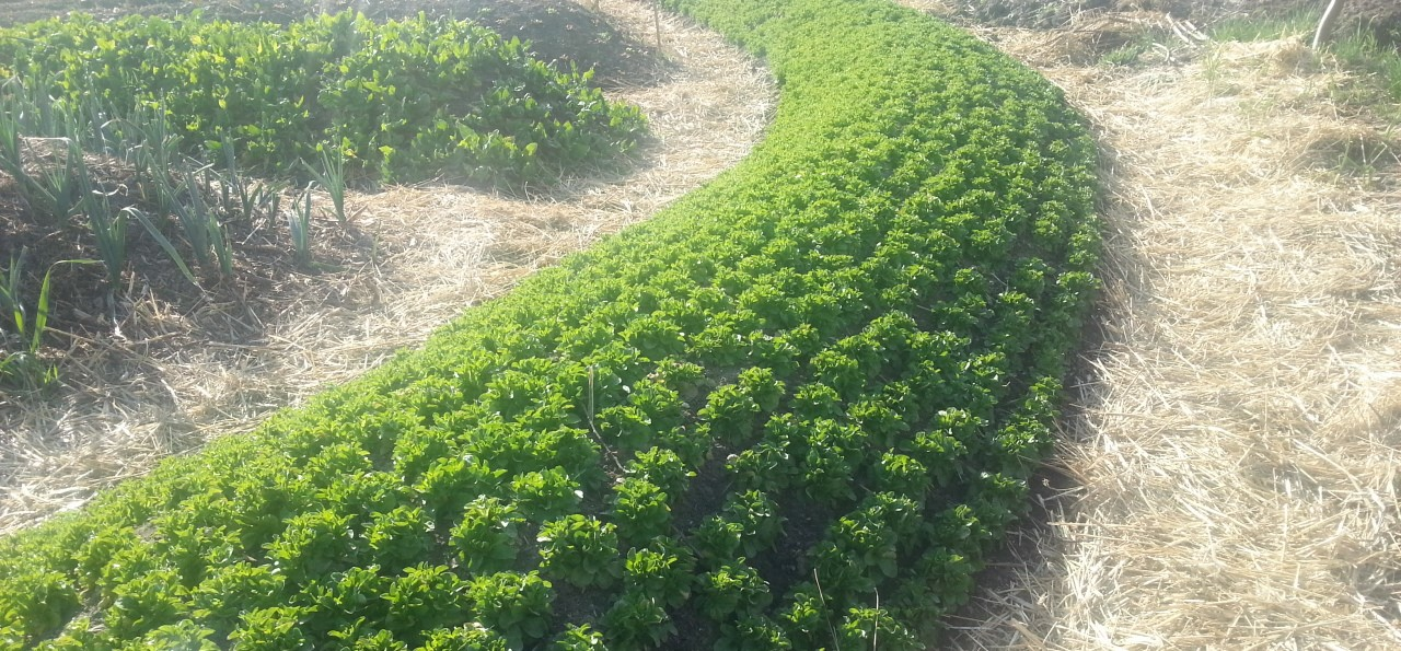 Creating and Planting a Mound Culture: A Guide