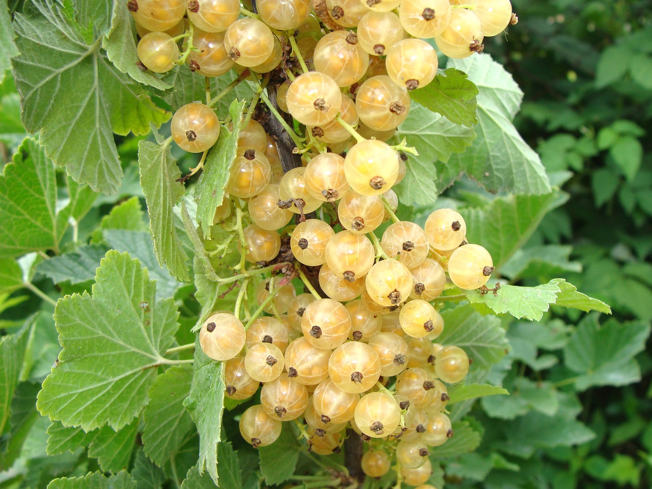 White, ripe currants on the bush