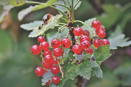 Planting Currants: Location, Care for & Companion Plants
