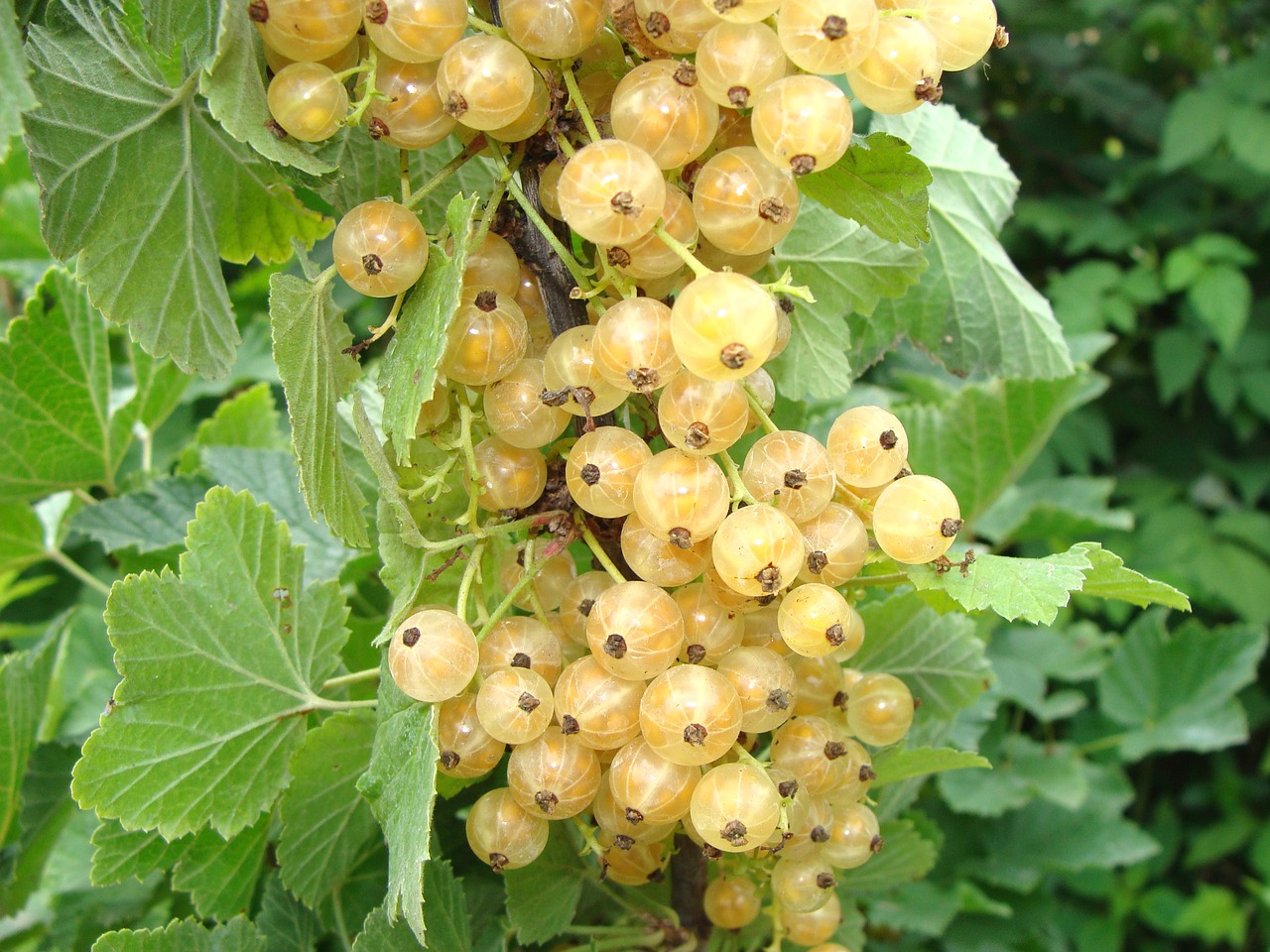 weiße, reife Johannisbeeren am Strauch