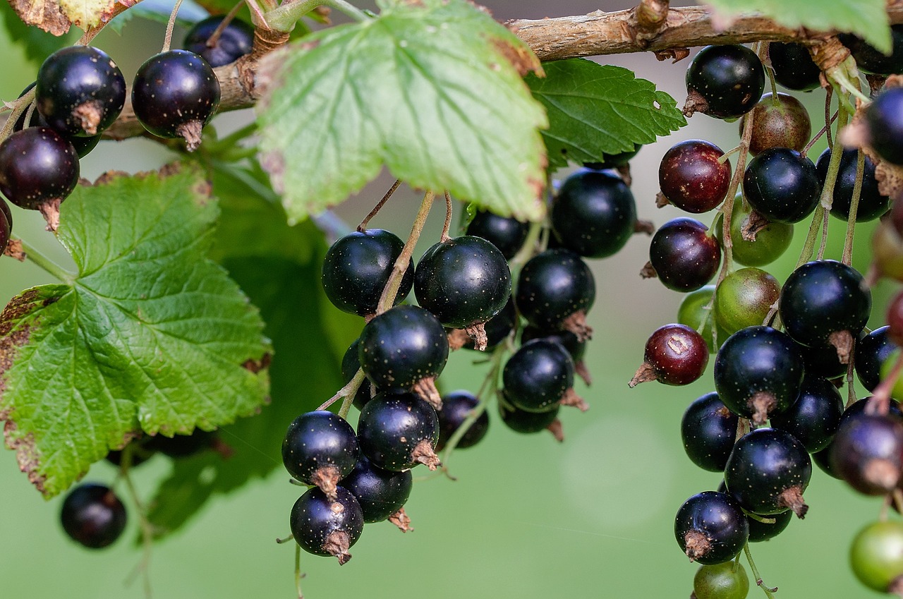 Schwarze Johannisbeeren am Strauch