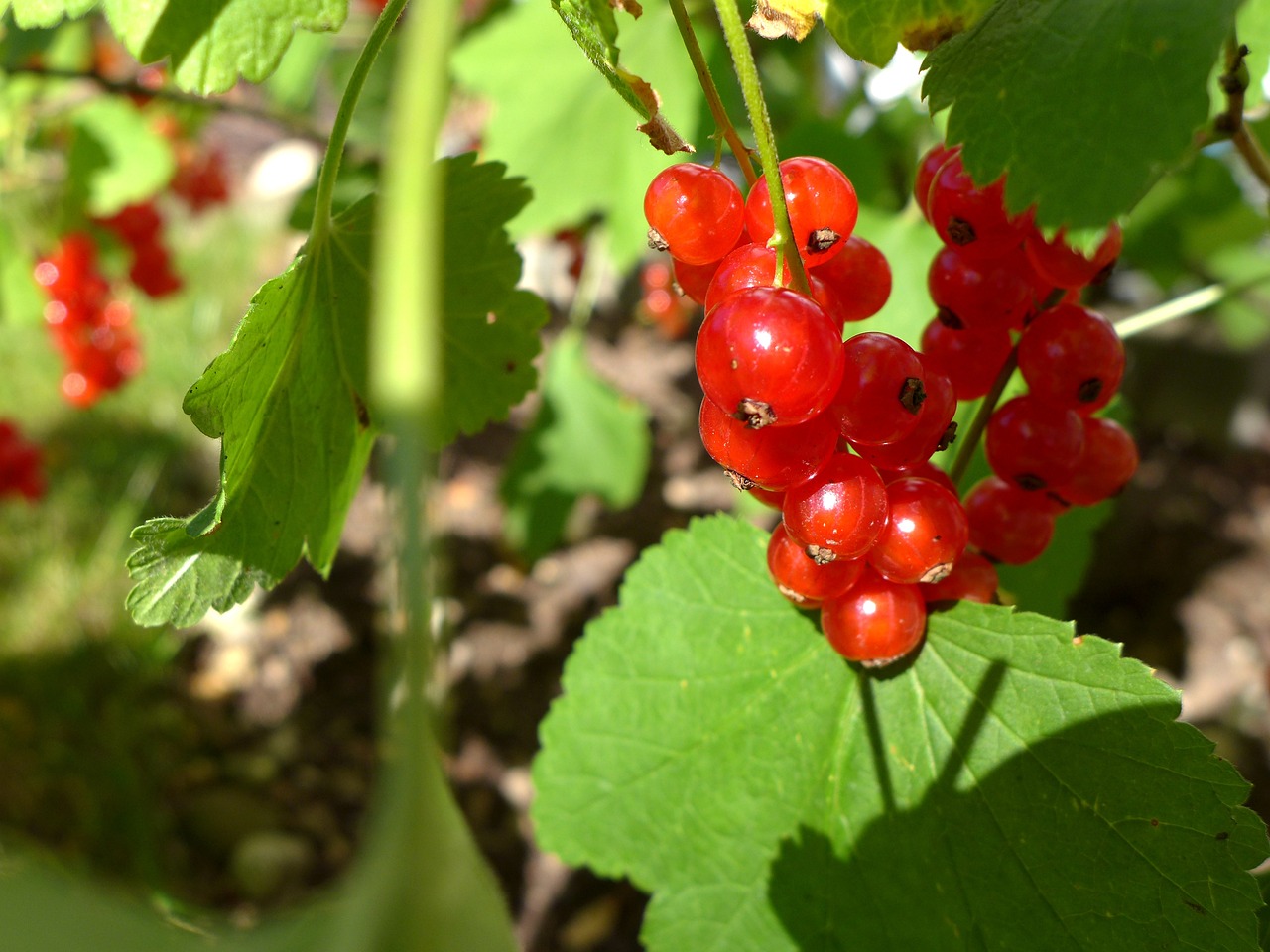 Reife, rote Johannisbeeren am Strauch