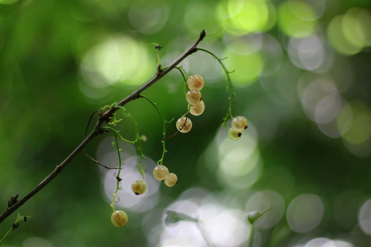 White currants on the shoot