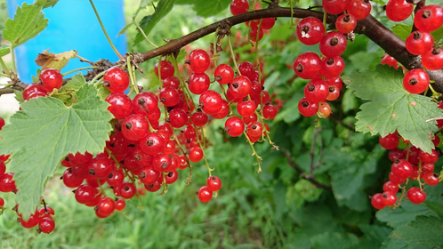 Johannisbeeren schneiden, düngen & vermehren: Tipps zur Pflege