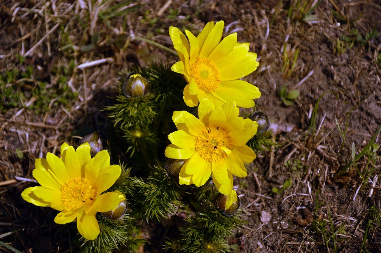 adonis roses