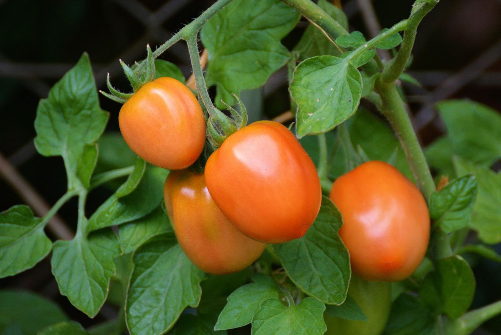 Red tomatoes on plant
