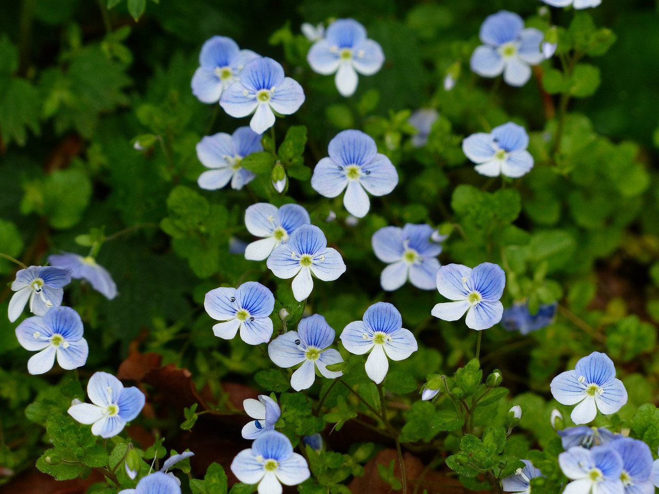 Speedwell