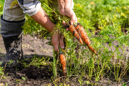 Growing Carrots: Sowing, Care & Harvesting