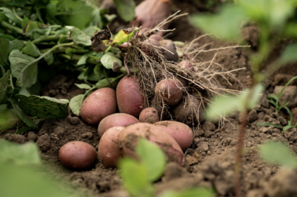 Kartoffeln ernten: Das ist der richtige Zeitpunkt