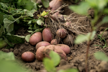 Harvesting Potatoes: This Is the Right Time