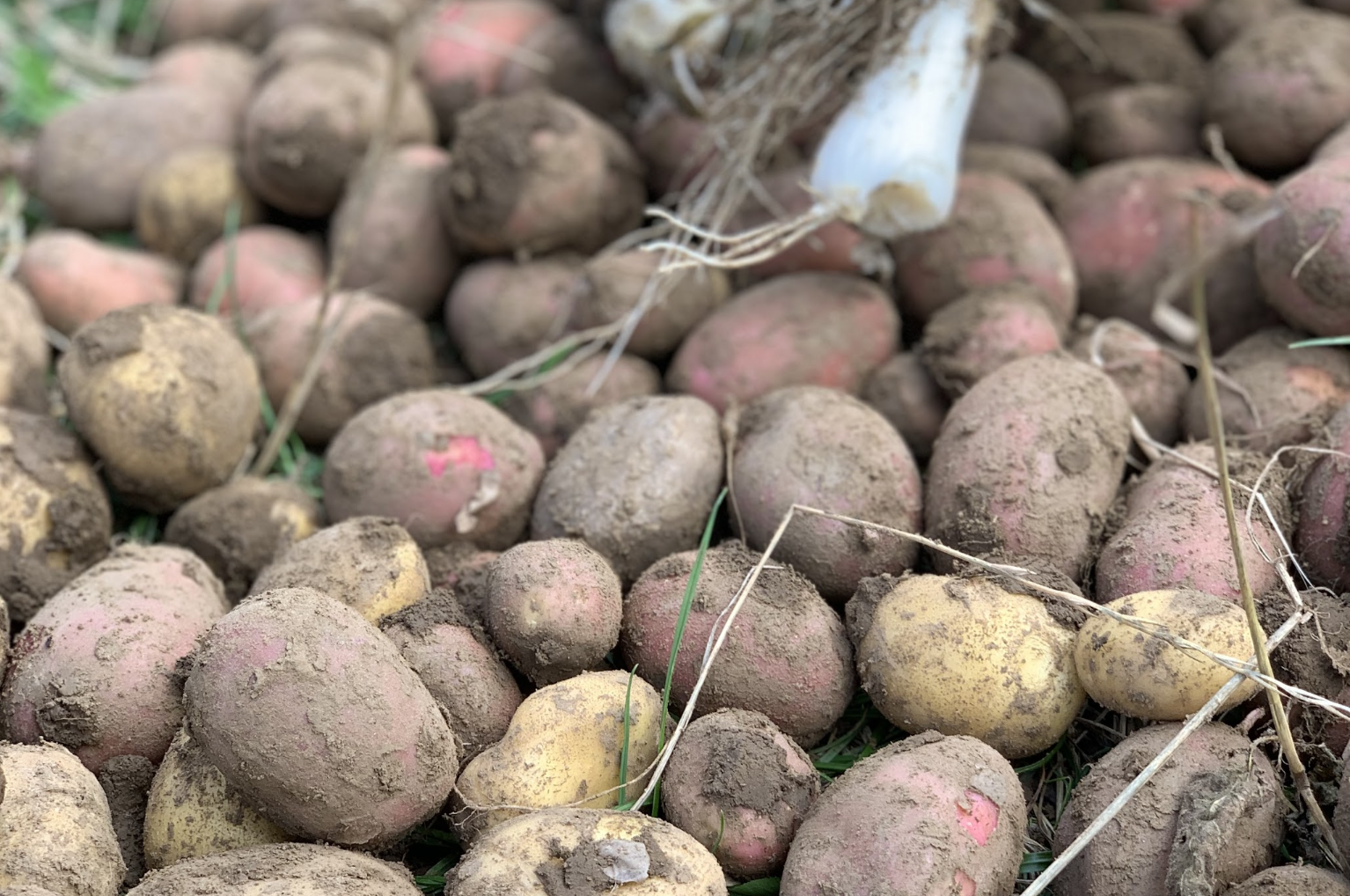 Potatoes with soil, freshly harvested