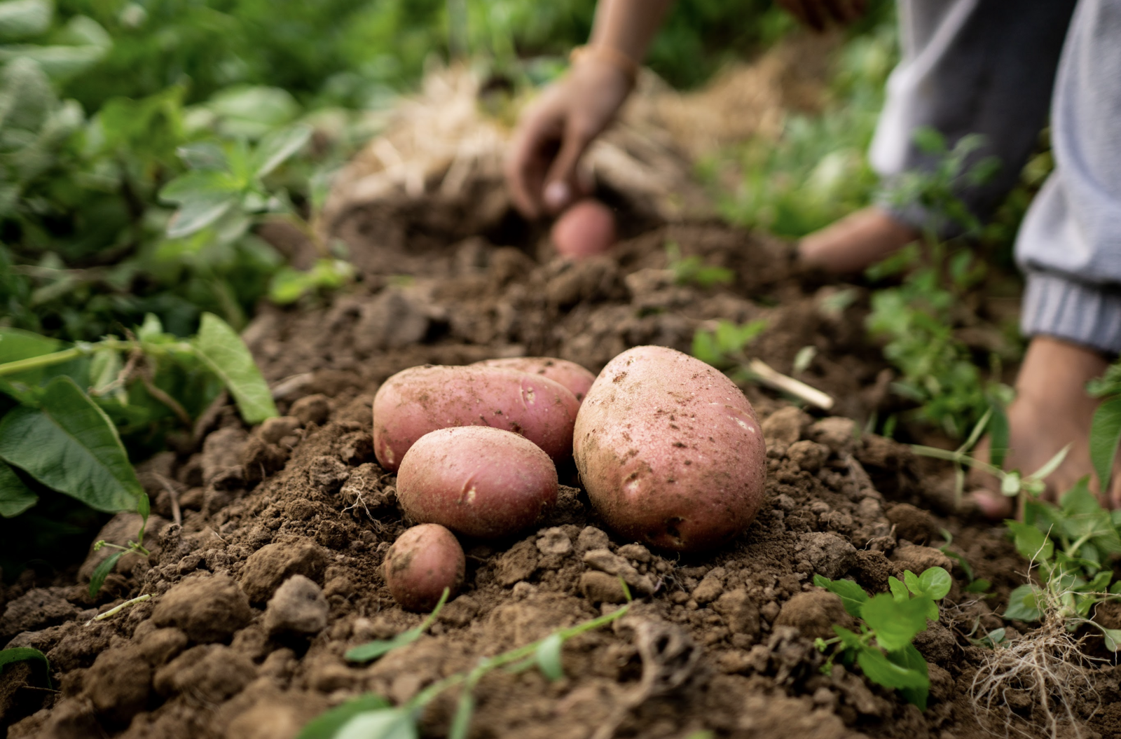 Red potatoes in the field