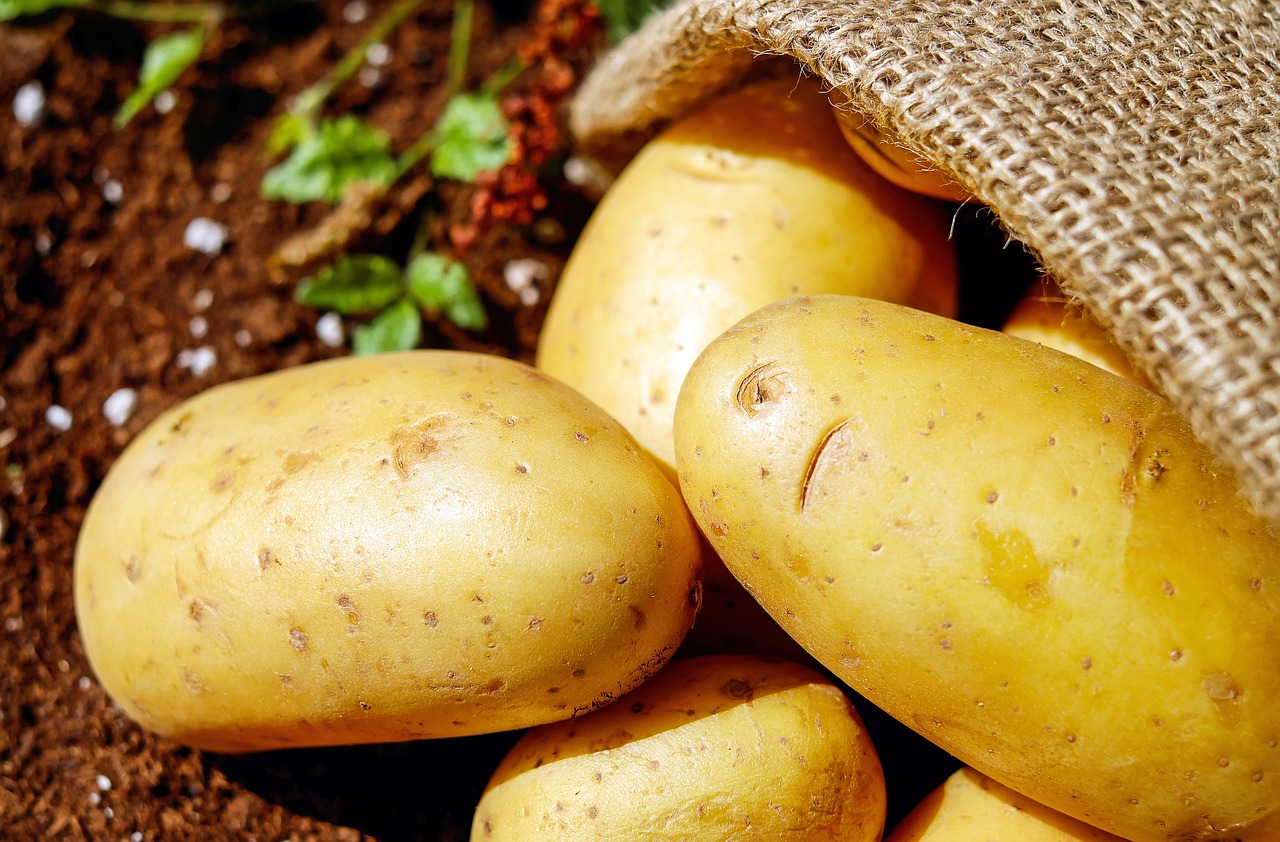 Ripe potato in jute sack