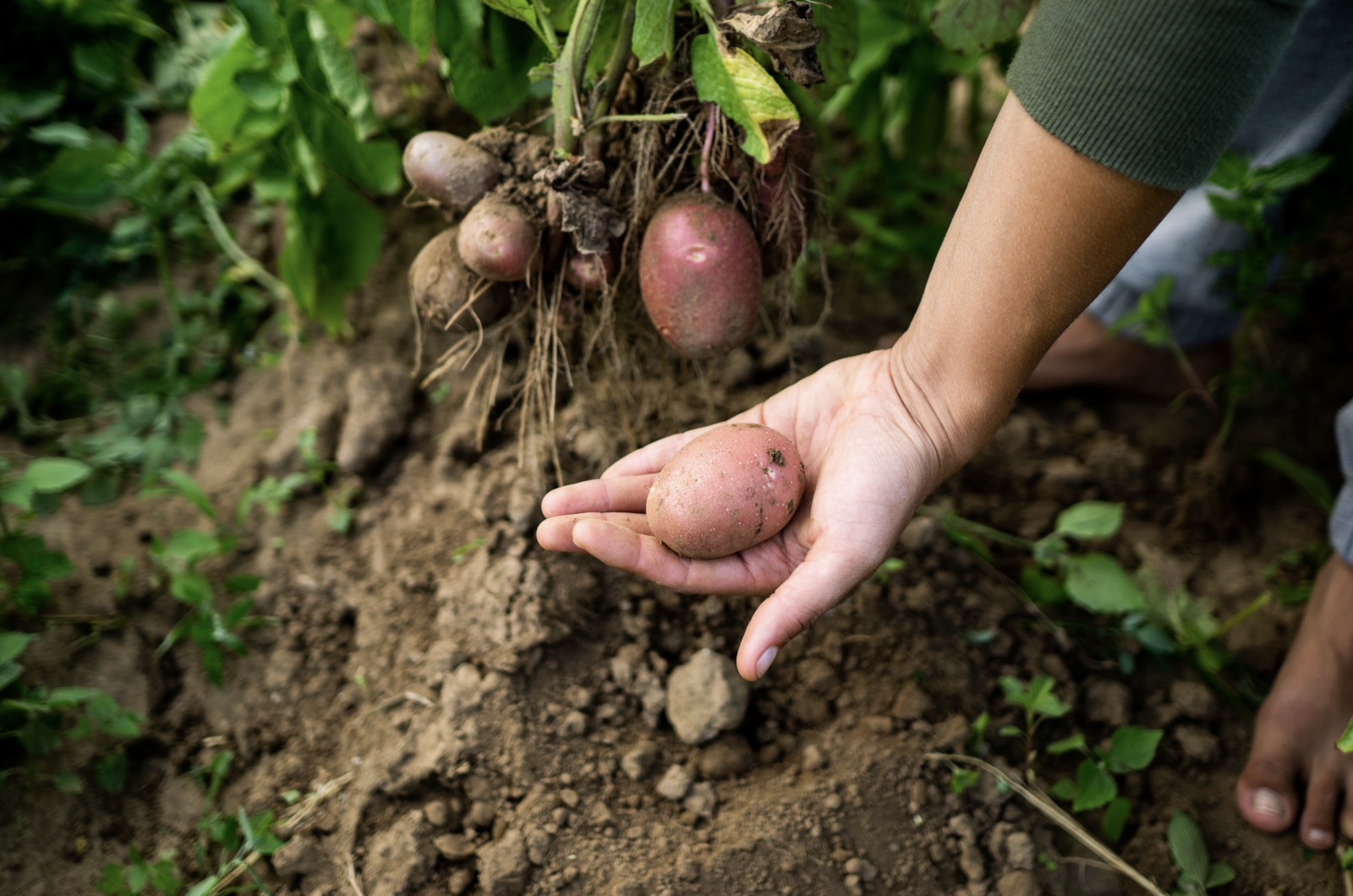 Potato harvest