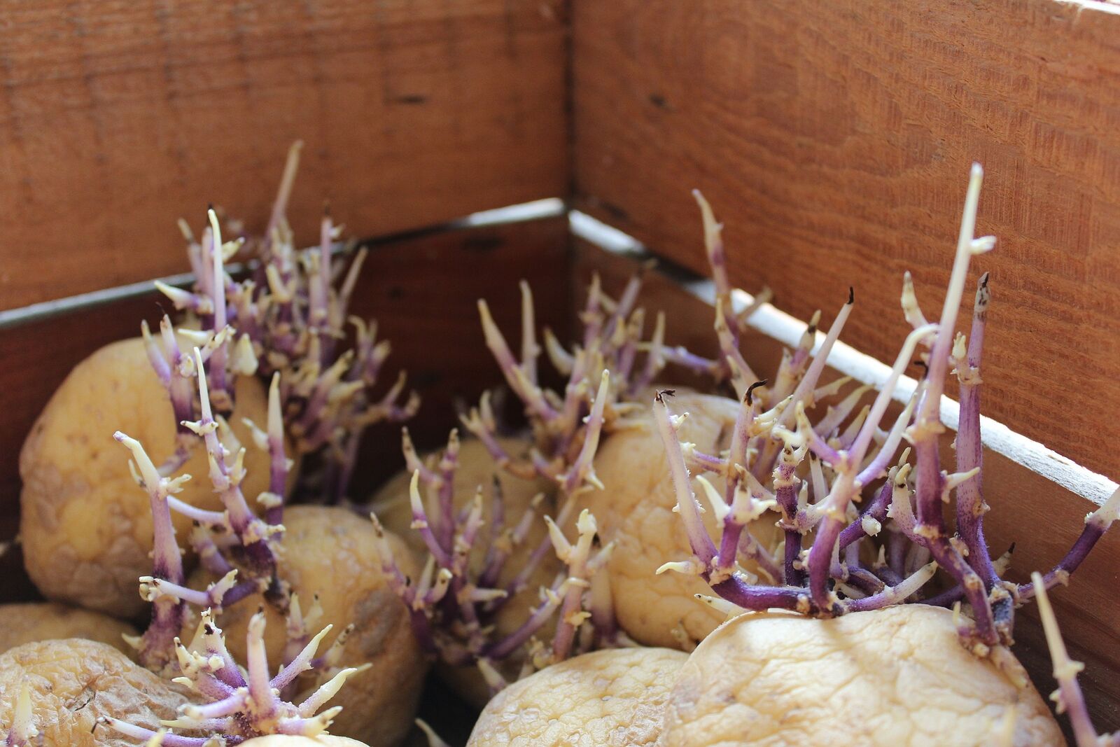 Pre-sprouted potatoes