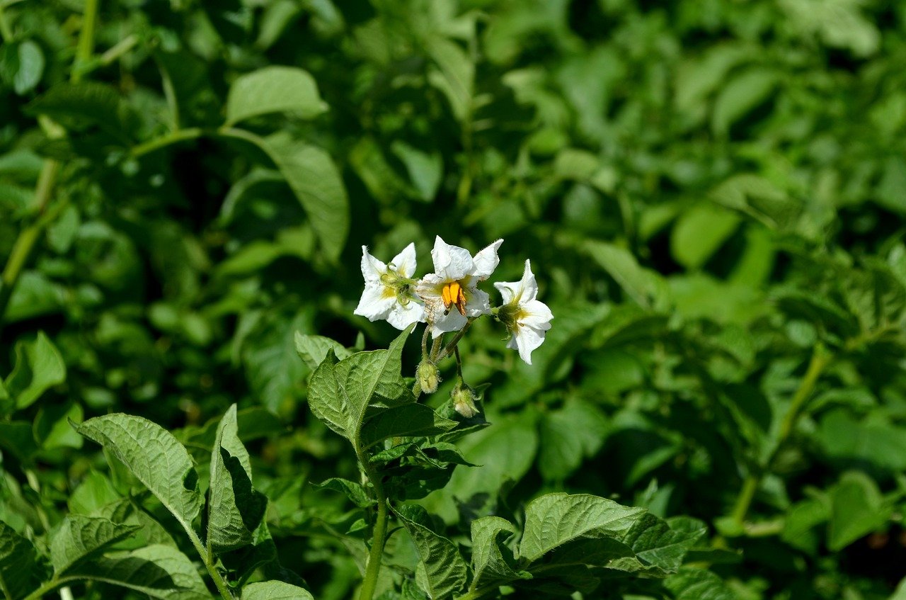 Kartoffelpflanze mit Blüte