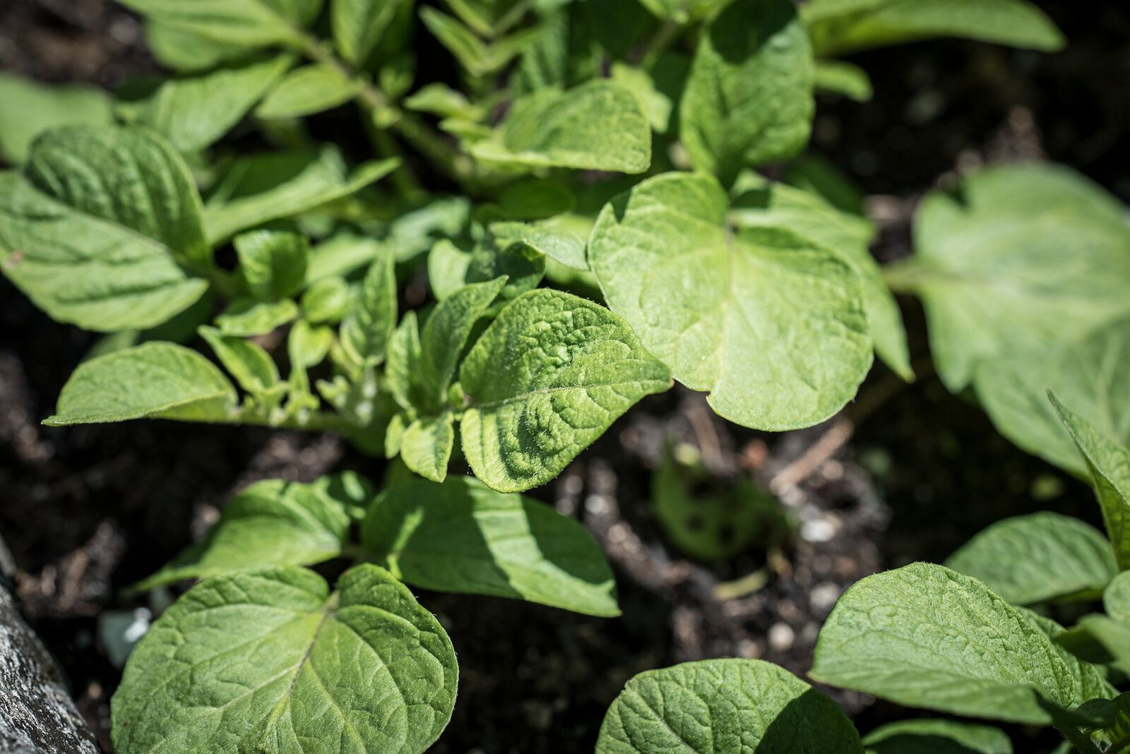 Planting potatoes