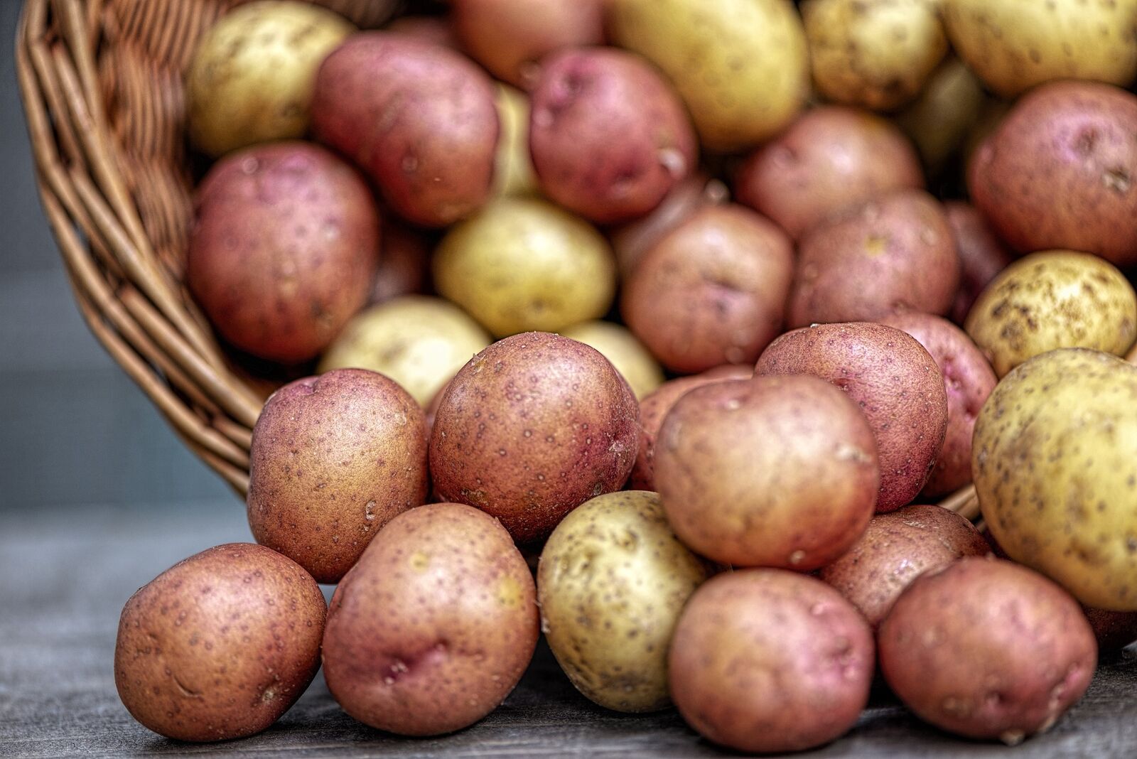 Rote Kartoffelsorte