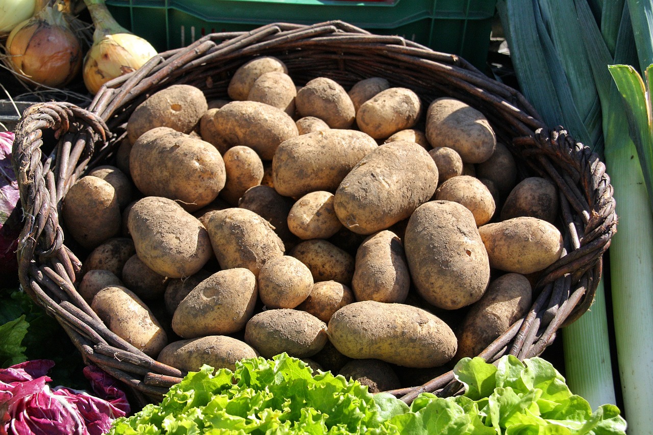 Freshly harvested potatoes