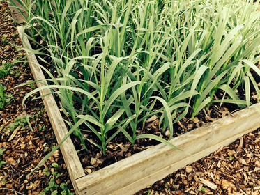 Knoblauch pflanzen: Anbau, Pflege & Ernte